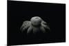 Astraeus Hygrometricus (Barometer Earthstar)-Paul Starosta-Mounted Photographic Print