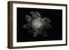 Astraeus Hygrometricus (Barometer Earthstar)-Paul Starosta-Framed Photographic Print