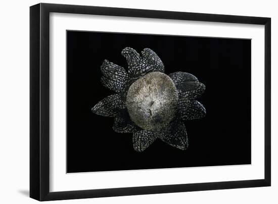 Astraeus Hygrometricus (Barometer Earthstar)-Paul Starosta-Framed Photographic Print