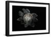 Astraeus Hygrometricus (Barometer Earthstar)-Paul Starosta-Framed Photographic Print