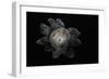 Astraeus Hygrometricus (Barometer Earthstar)-Paul Starosta-Framed Photographic Print