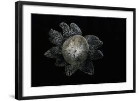 Astraeus Hygrometricus (Barometer Earthstar)-Paul Starosta-Framed Photographic Print