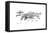 Astragalus hamosus, Flora Graeca-Ferdinand Bauer-Framed Stretched Canvas