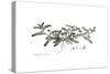 Astragalus hamosus, Flora Graeca-Ferdinand Bauer-Stretched Canvas