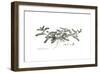 Astragalus hamosus, Flora Graeca-Ferdinand Bauer-Framed Giclee Print