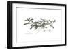 Astragalus hamosus, Flora Graeca-Ferdinand Bauer-Framed Giclee Print