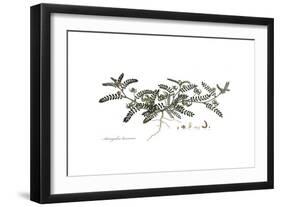 Astragalus hamosus, Flora Graeca-Ferdinand Bauer-Framed Giclee Print