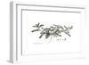 Astragalus hamosus, Flora Graeca-Ferdinand Bauer-Framed Giclee Print