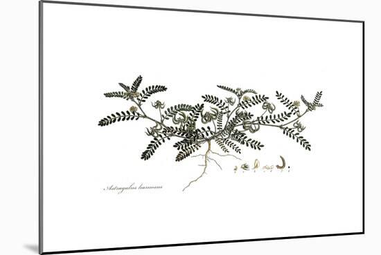 Astragalus hamosus, Flora Graeca-Ferdinand Bauer-Mounted Giclee Print