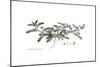 Astragalus hamosus, Flora Graeca-Ferdinand Bauer-Mounted Giclee Print
