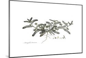 Astragalus hamosus, Flora Graeca-Ferdinand Bauer-Mounted Giclee Print