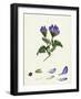 Astragalus Hypoglottis Purple Milk-Vetch-null-Framed Giclee Print