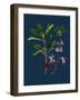 Astragalus Hypoglottis; Purple Milk-Vetch-null-Framed Giclee Print