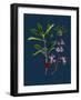 Astragalus Hypoglottis; Purple Milk-Vetch-null-Framed Giclee Print