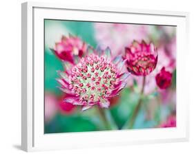 Astrantia Haze I-Ella Lancaster-Framed Giclee Print