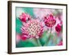 Astrantia Haze I-Ella Lancaster-Framed Giclee Print