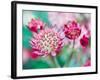 Astrantia Haze I-Ella Lancaster-Framed Giclee Print