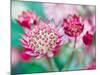 Astrantia Haze I-Ella Lancaster-Mounted Giclee Print