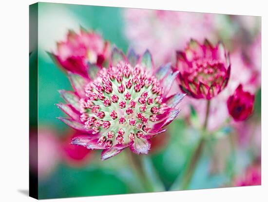 Astrantia Haze I-Ella Lancaster-Stretched Canvas