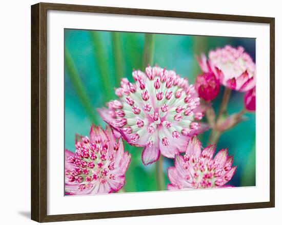 Astrantia Haze II-Ella Lancaster-Framed Giclee Print