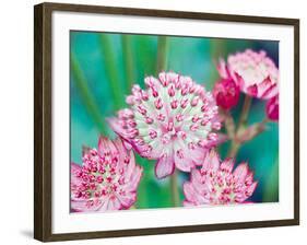 Astrantia Haze II-Ella Lancaster-Framed Giclee Print