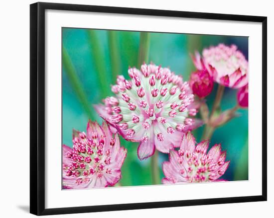 Astrantia Haze II-Ella Lancaster-Framed Giclee Print