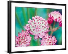 Astrantia Haze II-Ella Lancaster-Framed Giclee Print