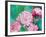 Astrantia Haze II-Ella Lancaster-Framed Giclee Print