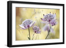 Astrantia Major-Mandy Disher-Framed Giclee Print