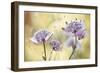 Astrantia Major-Mandy Disher-Framed Giclee Print