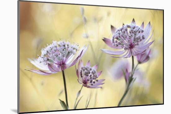 Astrantia Major-Mandy Disher-Mounted Giclee Print