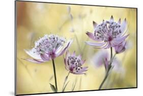 Astrantia Major-Mandy Disher-Mounted Giclee Print