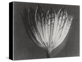 Astrantia Major-Karl Blossfeldt-Stretched Canvas