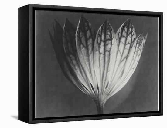 Astrantia Major-Karl Blossfeldt-Framed Stretched Canvas