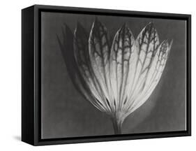 Astrantia Major-Karl Blossfeldt-Framed Stretched Canvas