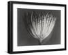 Astrantia Major-Karl Blossfeldt-Framed Giclee Print