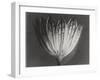 Astrantia Major-Karl Blossfeldt-Framed Giclee Print