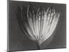 Astrantia Major-Karl Blossfeldt-Mounted Giclee Print