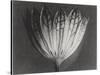 Astrantia Major-Karl Blossfeldt-Stretched Canvas