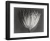 Astrantia Major-Karl Blossfeldt-Framed Giclee Print