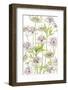 Astrantia-Mandy Disher-Framed Photographic Print