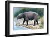 Astrapotherium-null-Framed Photographic Print