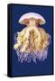 Astro-Jellyfish-Ernst Haeckel-Framed Stretched Canvas