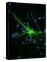 Astrocyte Nerve Cell-Riccardo Cassiani-ingoni-Stretched Canvas