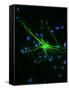 Astrocyte Nerve Cell-Riccardo Cassiani-ingoni-Framed Stretched Canvas