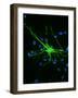 Astrocyte Nerve Cell-Riccardo Cassiani-ingoni-Framed Photographic Print