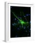 Astrocyte Nerve Cell-Riccardo Cassiani-ingoni-Framed Photographic Print