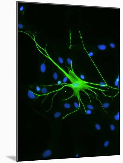 Astrocyte Nerve Cell-Riccardo Cassiani-ingoni-Mounted Photographic Print