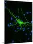 Astrocyte Nerve Cell-Riccardo Cassiani-ingoni-Mounted Photographic Print