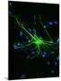 Astrocyte Nerve Cell-Riccardo Cassiani-ingoni-Mounted Photographic Print